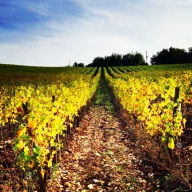 View from one of our runs through the vineyard